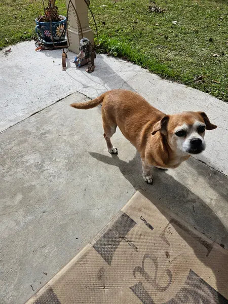 Cão subindo em piso no quintal
