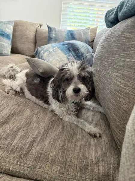 Cão deitado se espreguiçando no sofá