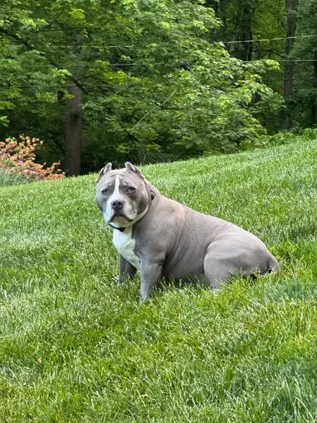 Cão sentado na grama de um parque